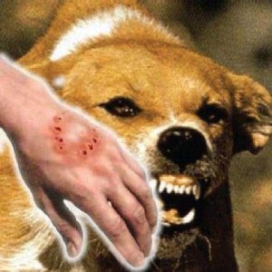 Бешенство у собак